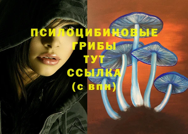 стаф Арсеньев
